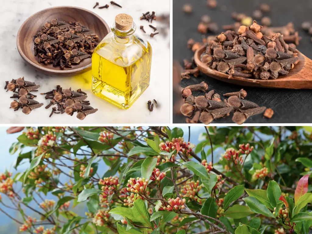 uses of cloves, benefits of cloves, health benefits of cloves, benefits of cloves for health, health benefits of cloves tea, health benefits of cloves pdf, 4 surprising health benefits of cloves, benefits of clove water, discovering natural, amazing benefits of cloves & 3 tips, natural cures, benefits of clove, health benefits of clove, long natural hair, natural remedies, how to grow natural hair, cloves, natural hair, benefits to health of clove, eat 2 cloves per day, benefits of clove for health