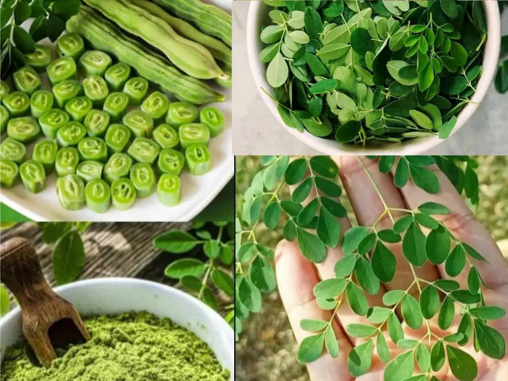 most powerful plant, moringa plant benefits, Moringa health benefits, the benefits of moringa, what are the benefits of moringa, what is the health benefits of moringa?, moringa leaves benefits, moringa capsules benefits, moringa powder health benefits, moringa powder benefits for females, moringa powder benefits, health benefits of moringa powder, benefits of moringa powder, moringa leaves powder benefits, moringa seeds benefits, moringa powder tea benefits, moringa health benefits, moringa weight loss benefits, moringa powder benefits for weight loss, moringa oleifera, max moringa oleifera, best moringa oleifera, o que e moringa oleifera, moringa oleifera leaves, moringa oleifera reviews, the moringa oleifera tree, moringa oleifera benefits, dr janine moringa oleifera, sementes de moringa oleifera, moringa oleifera side effects, moringa oleifeira, moringa oleifera health benefits, a verdade sobre a moringa oleifera, 